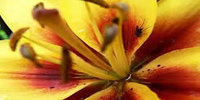 View larger image of close up of a yellow Lilly